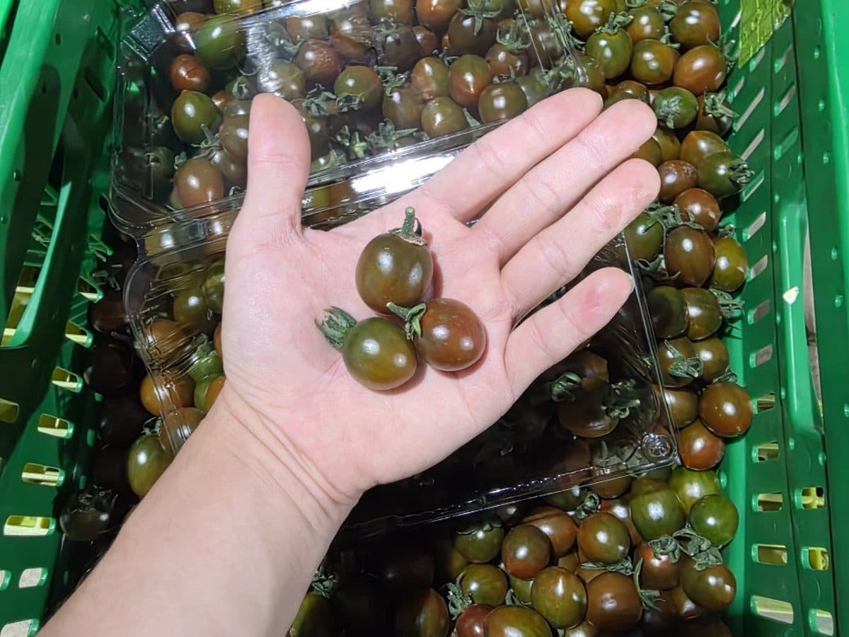 대추방울토마토 상태 확인